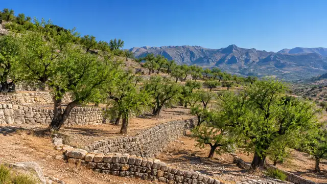 Amandiers sur des terrasses de la province d'Alicante