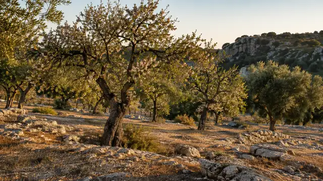 Verger d'amandiers en Sicile