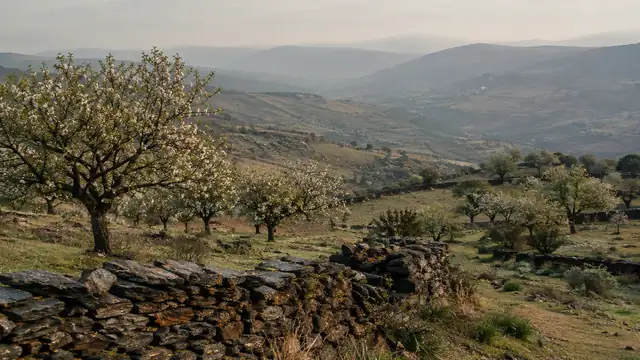 Amandiers traditionnels du Trás-os-Montes au Portugal